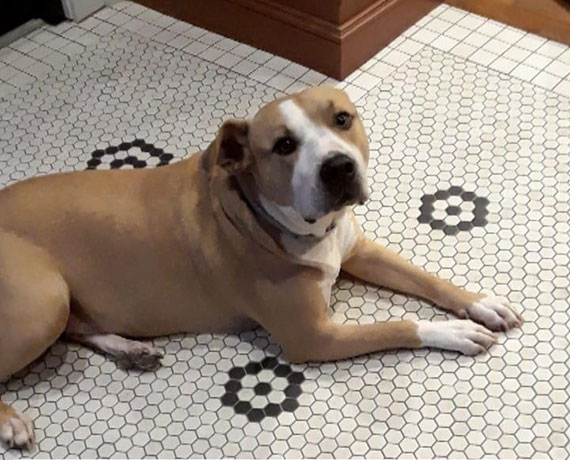 Rescue Dog Duncan